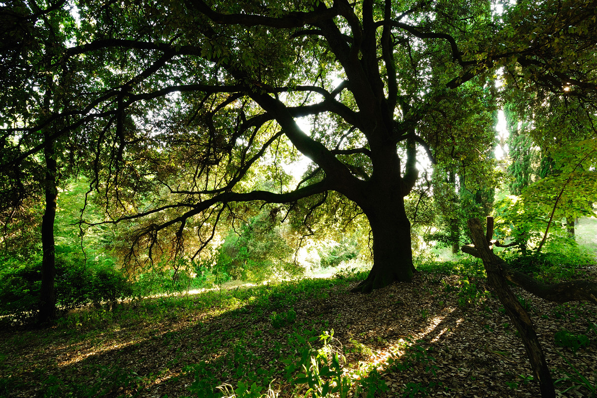 Parco Frassanelle
