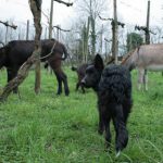 passeggiate con asini