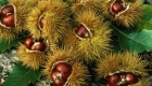 Castagne