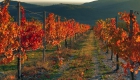 Colli Euganei autunno