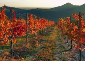 Colli Euganei autunno