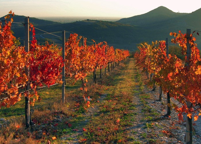 Colli Euganei autunno