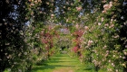 Rose Garden La Campanella