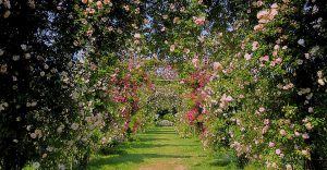 Rose Garden La Campanella
