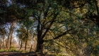 parco1