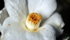 camellia-1883294_1920