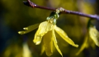 forsythia-4075430_1920