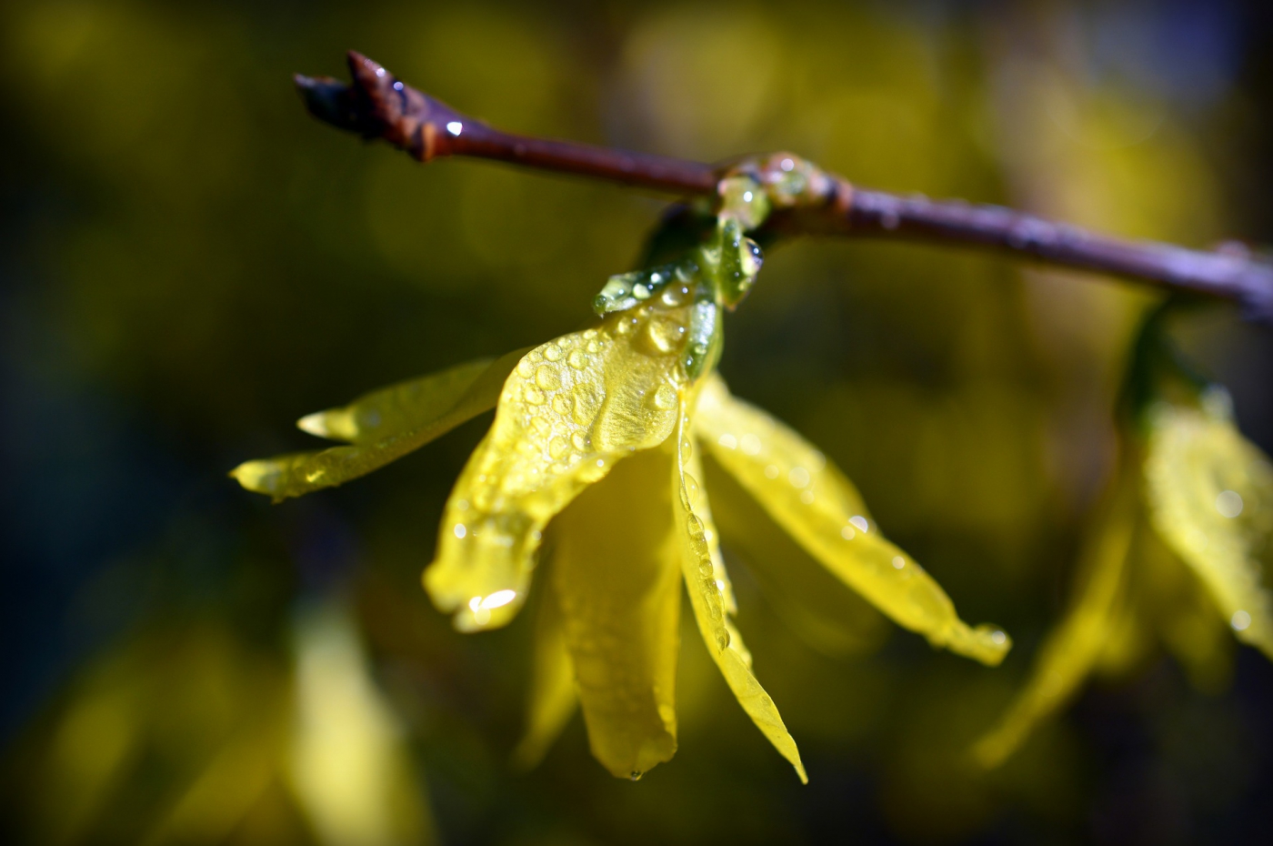 forsythia-4075430_1920