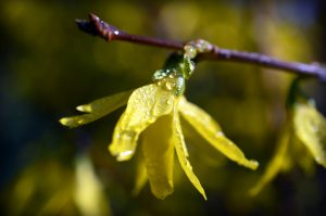 forsythia-4075430_1920