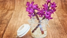 hyacinth-747131_1920