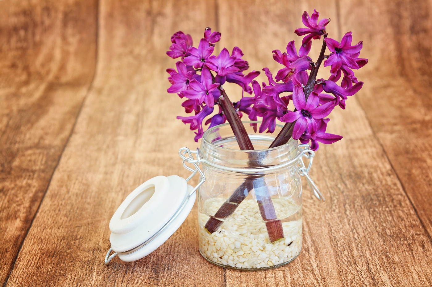 hyacinth-747131_1920