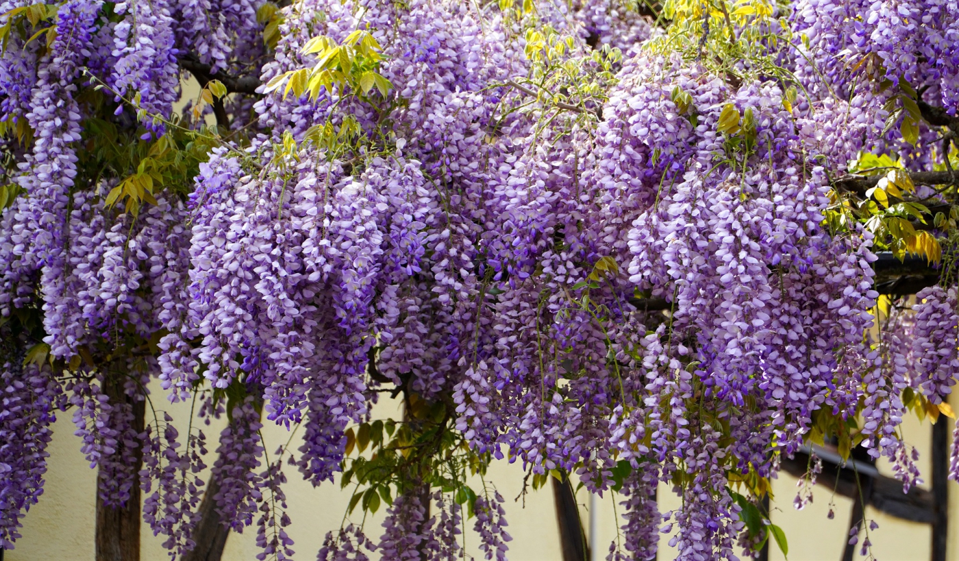 wisteria-5126106_1920