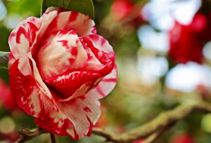 camellia-3327241_1920