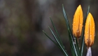 crocus-2145539_1920