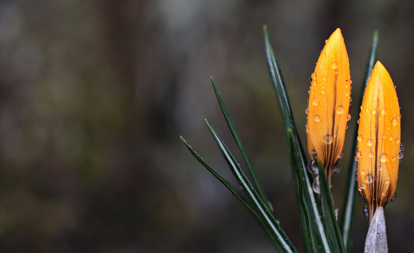 crocus-2145539_1920
