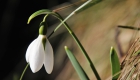 early-spring-3994576_1920