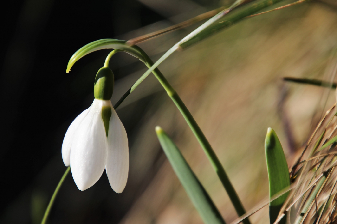 early-spring-3994576_1920