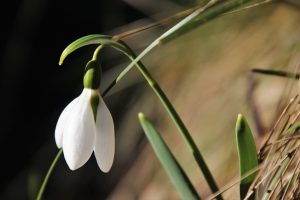 early-spring-3994576_1920