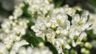 hawthorn-5069277_1920