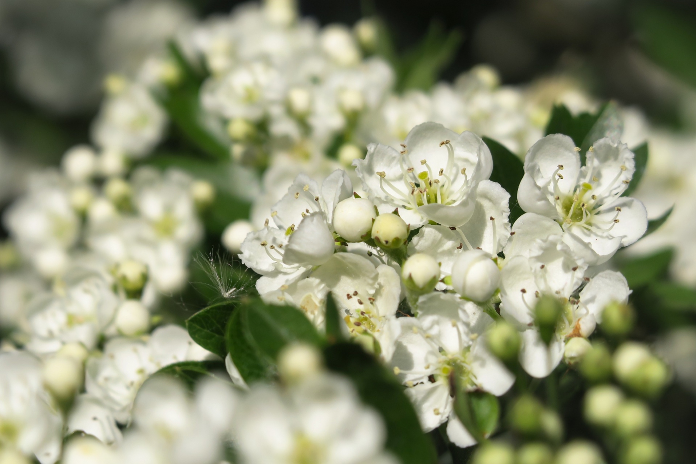 hawthorn-5069277_1920