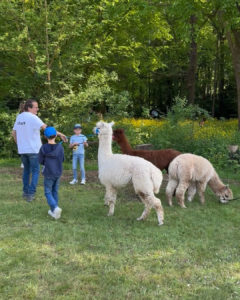 ALPACA