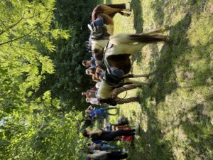pony